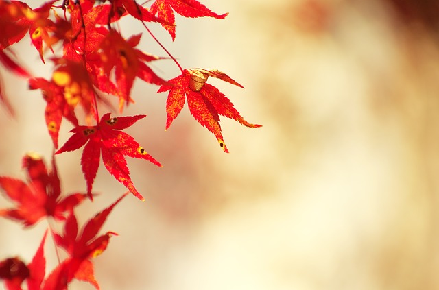 autumnal-leaves-1280026_640