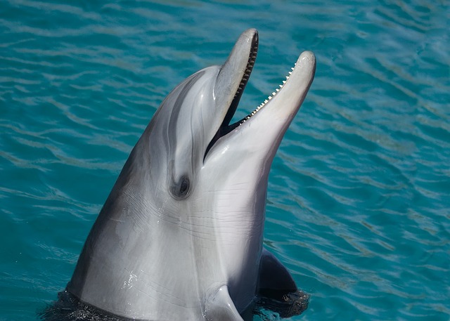 dolphin-1019616_640